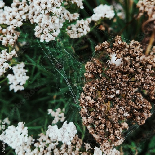 spider web in plants