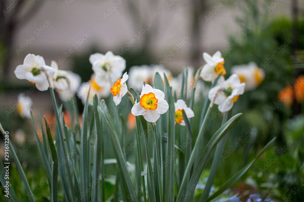 spring flower blossoms us botanic garden washington dc spring flower blossoms us botanic garden washington dc