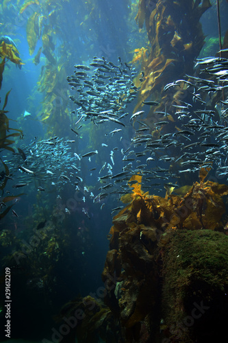 Underwater health check shows kelp forests are declining around the world