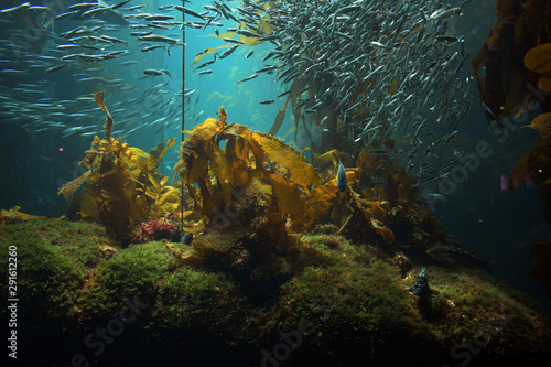 Take a Virtual Dive in a Kelp Forest