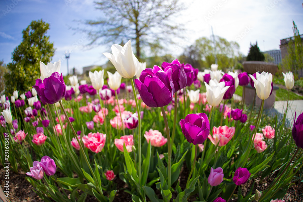 colorful spring tulips capitol hill washington dc