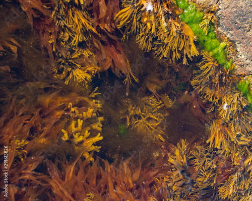 A variety of Northern algae underwater in a stone hollow. Green colored seaweed in clear water.