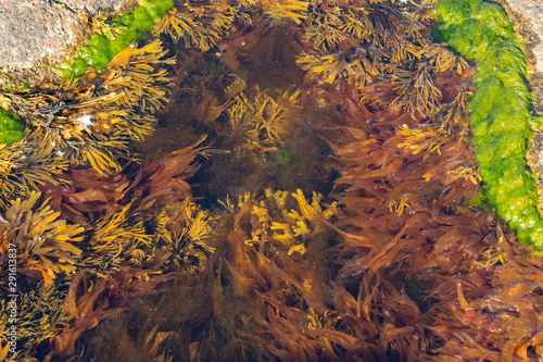 A variety of Northern algae underwater in a stone hollow. Green colored seaweed in clear water.