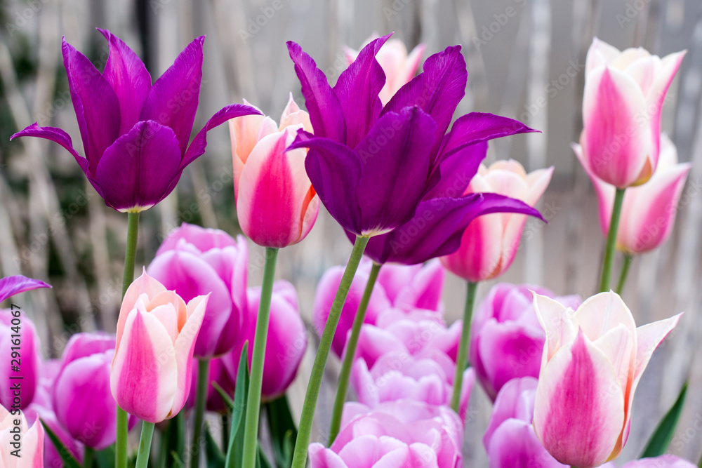 vibrant spring tulips capitol hill washington dc usa vibrant spring tulips capitol hill washington dc usa