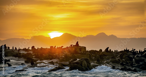 Sunrise at Seal Island. South African  Cape  fur seals   Arctocephalus pusillus pusillus   Colony of cape fur seals. False Bay  Western Cape  South Africa  Africa.