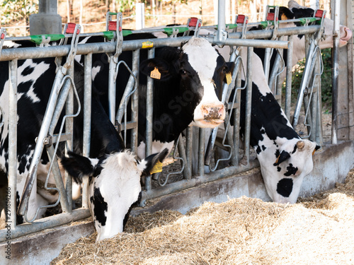  dairy cows with their heads inside the feeders