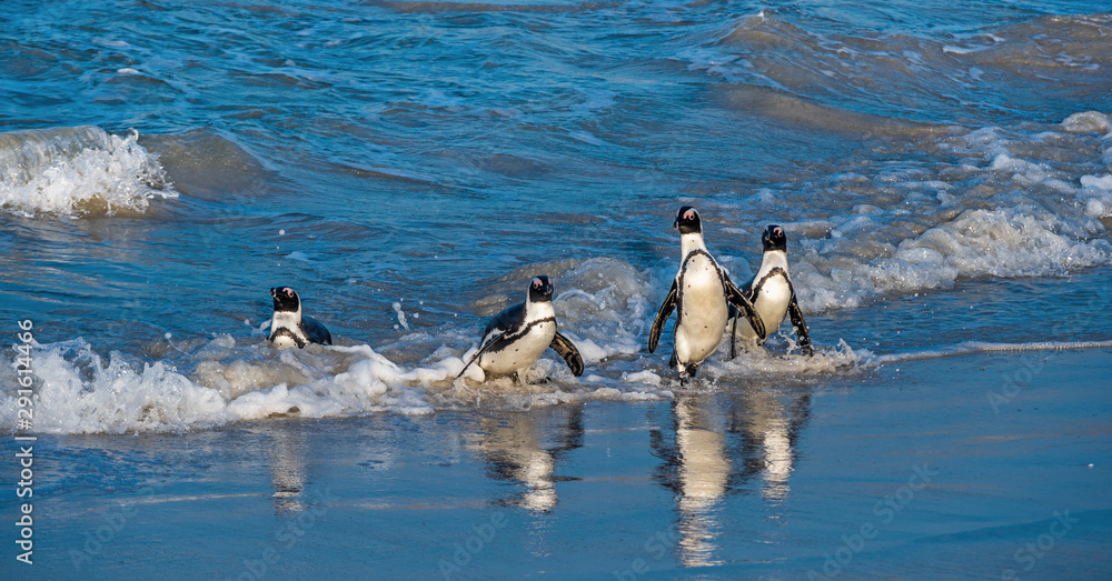 Fototapeta premium African penguins walk out of the ocean to the sandy beach. African penguin also known as the jackass penguin, black-footed penguin. Scientific name: Spheniscus demersus. Boulders colony. South Africa