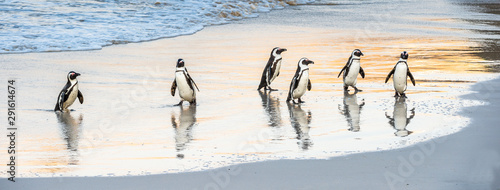 African penguins walk out of the ocean to the sandy beach. African penguin also known as the jackass penguin, black-footed penguin. Scientific name: Spheniscus demersus. Boulders colony. South Africa
