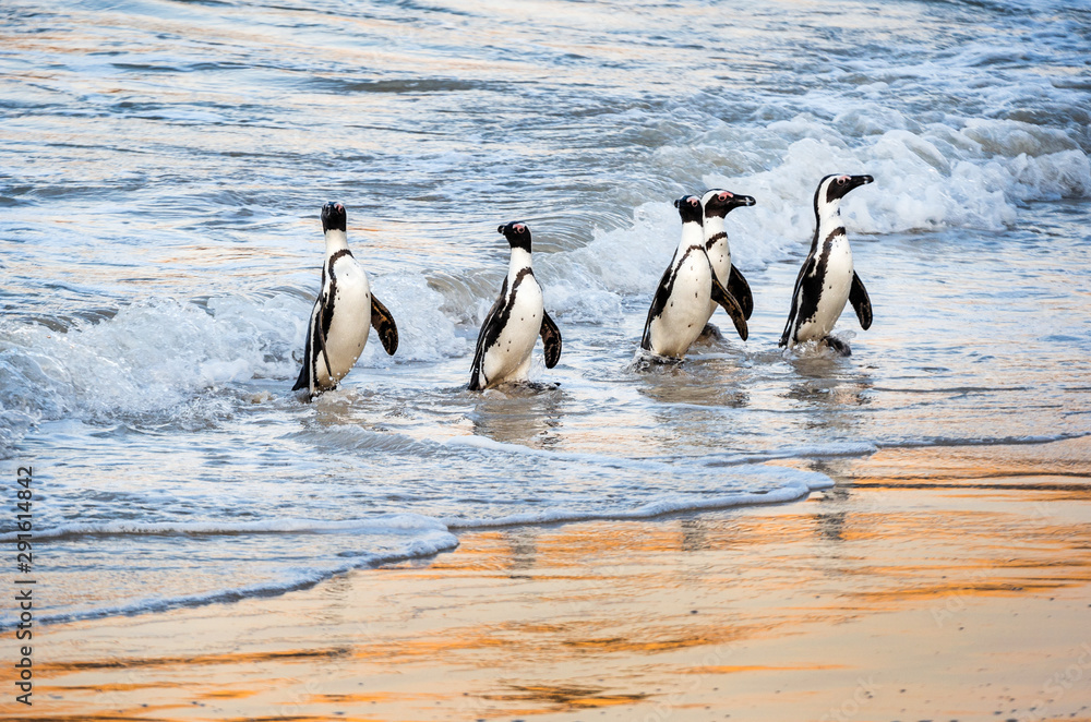 Naklejka premium African penguins walk out of the ocean to the sandy beach. African penguin also known as the jackass penguin, black-footed penguin. Scientific name: Spheniscus demersus. Boulders colony. South Africa