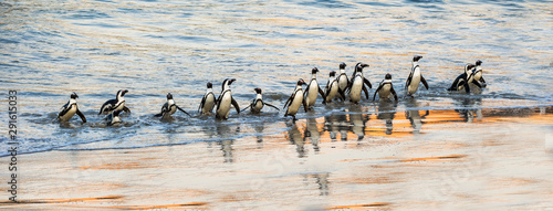 African penguins walk out of the ocean to the sandy beach. African penguin also known as the jackass penguin, black-footed penguin. Scientific name: Spheniscus demersus. Boulders colony. South Africa