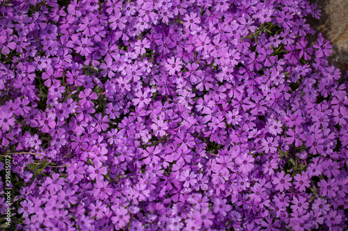 sping purple phlox us botanic garden washington dc