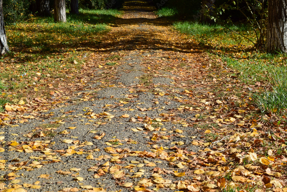 Collection of Beautiful Colorful Autumn Leaves