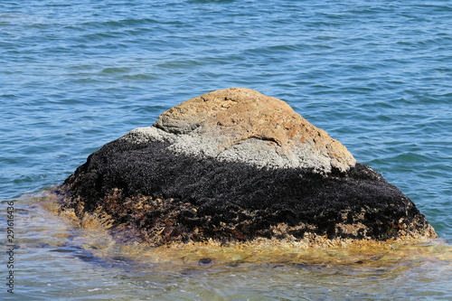 Mussels Mytilus trossulus groving up on a sea rock in intertidal zone on sea background. Marine bivalves living in nature.  photo