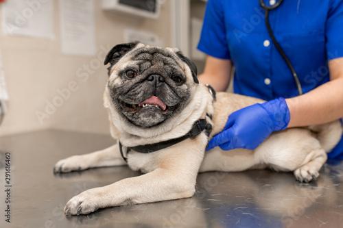 Young professional female veterinarian doctor hold pug dog before exam in veterinary clinic