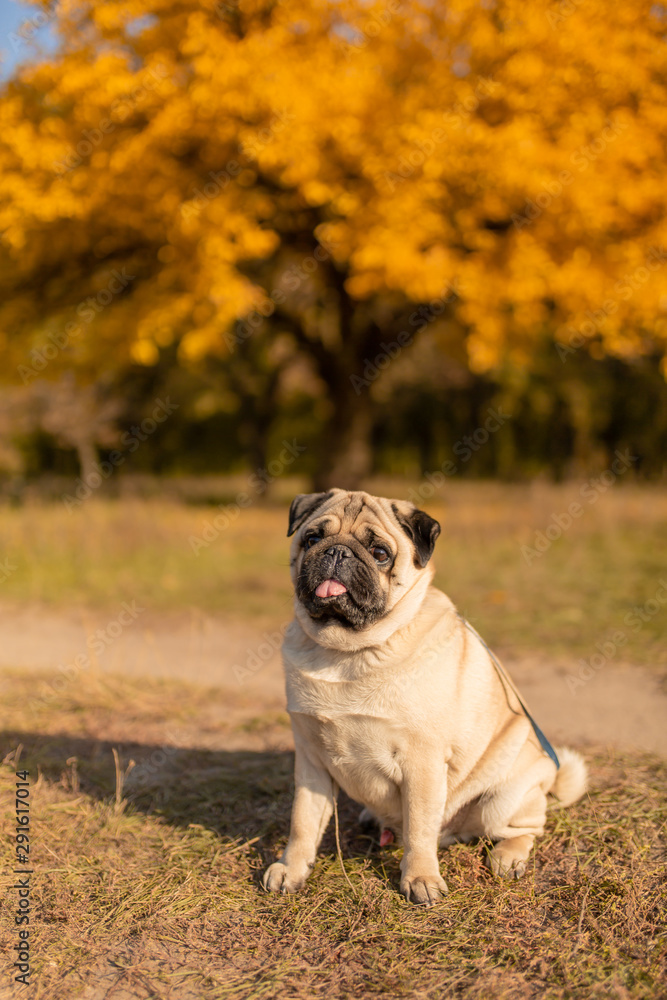 A dog of a pug breed sits in an autumn park on yellow leaves against a background of trees and autumn forest.