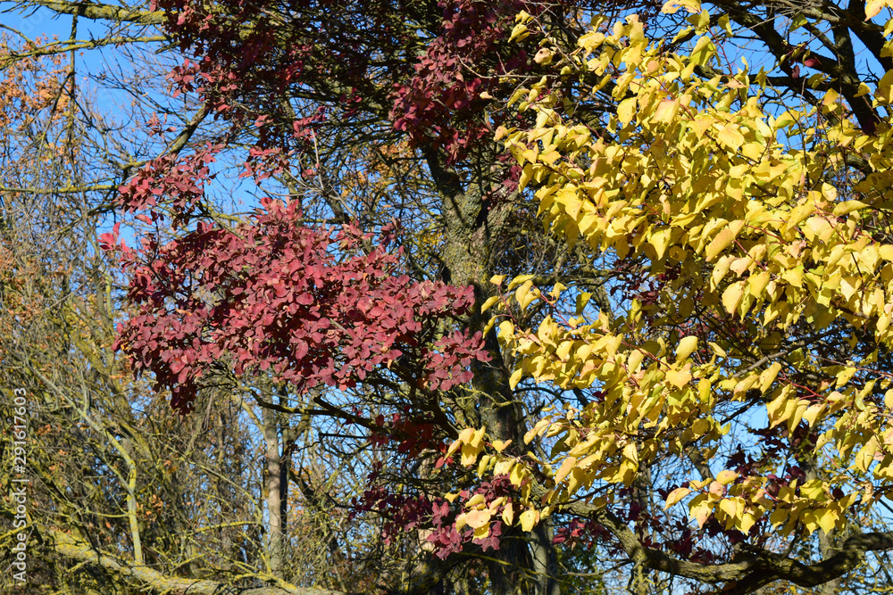 Color leaves of cotinus coggygria and apricot Color leaves of cotinus coggygria and apricot