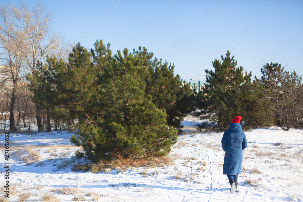 Winter coniferous forest. Green Christmas trees in a clearing strewn with snow