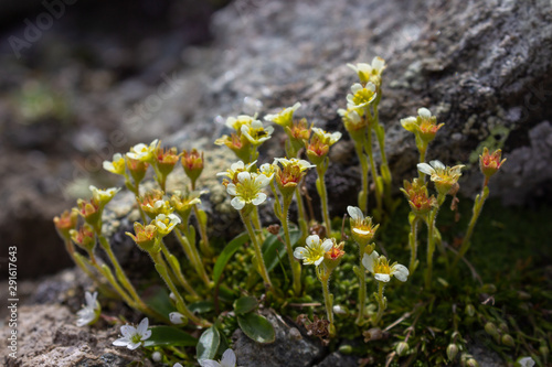 Alpine wild flower Saxifraga exarata (White Musky Saxifrage) at the end of flowering. Low perspective. Aosta valley, Italy photo