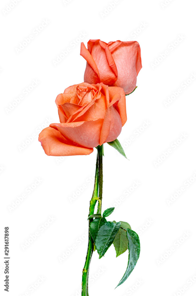 Obraz premium Orange colour of beautiful roses , Vertical view , Isolated on white background