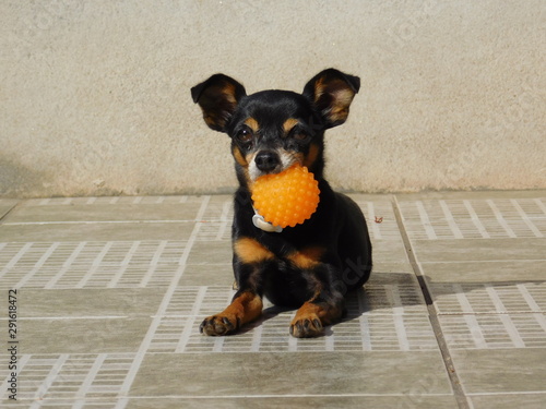 Cachorrinho com bolinha photo