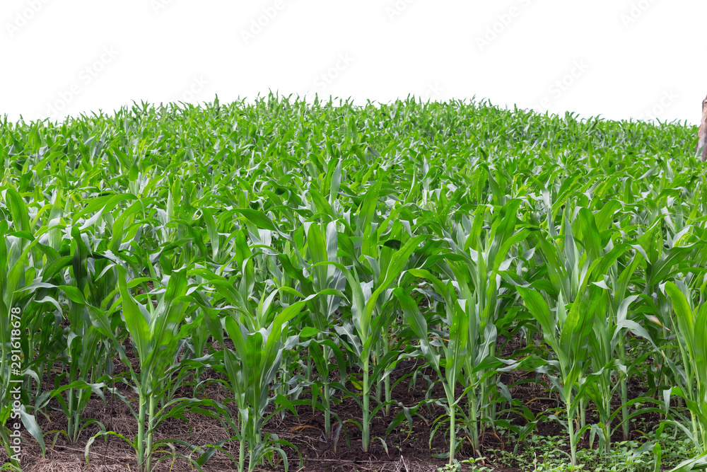 Fototapeta premium maize field isolated on white background