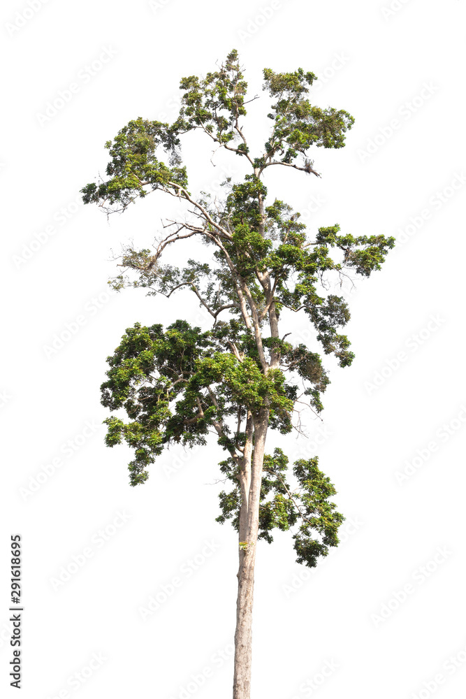 Obraz premium Isolated tree on white background