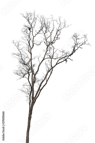 Wallpaper Mural dead tree isolated on white background Torontodigital.ca