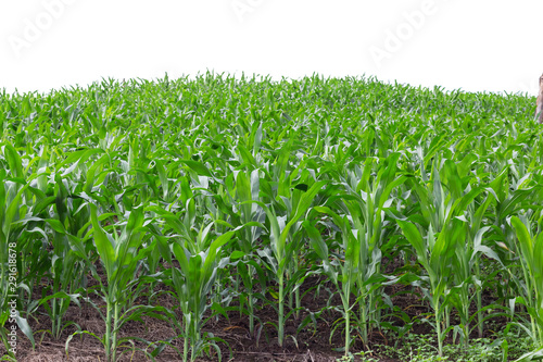 maize field isolated on white background