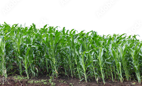 maize field isolated on white background