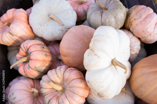 Fairy tale pumpkins photo