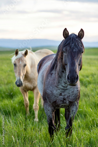 Curious Horses