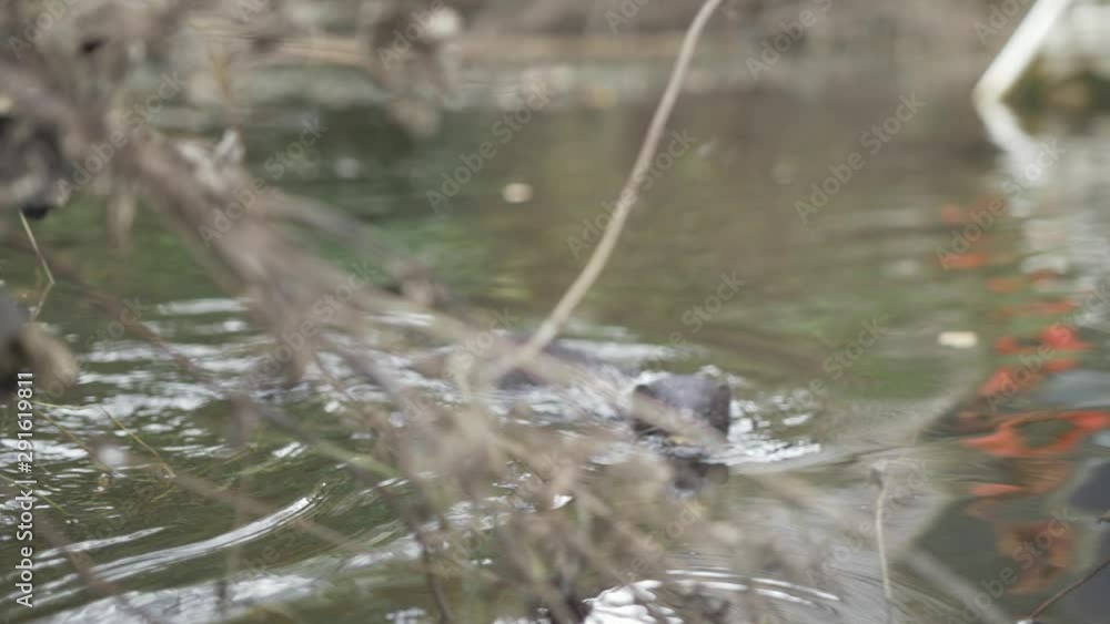 Wild mink swims out from river bank grabs food and returns Wild mink swims out from river bank grabs food and returns