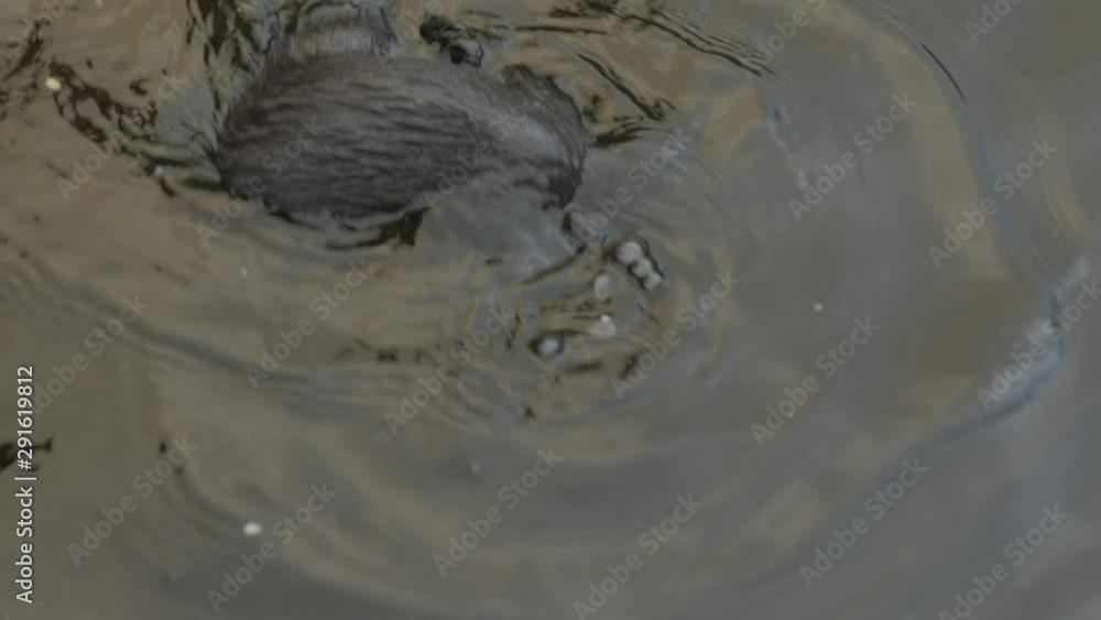 Wild mink in water eating crumbs SLOW MOTION SHOT