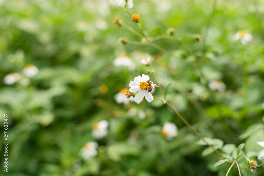 landscape of small white flower background landscape of small white flower background