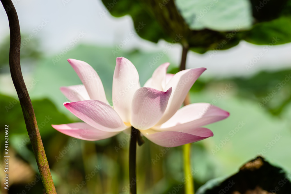 pink lotus flower