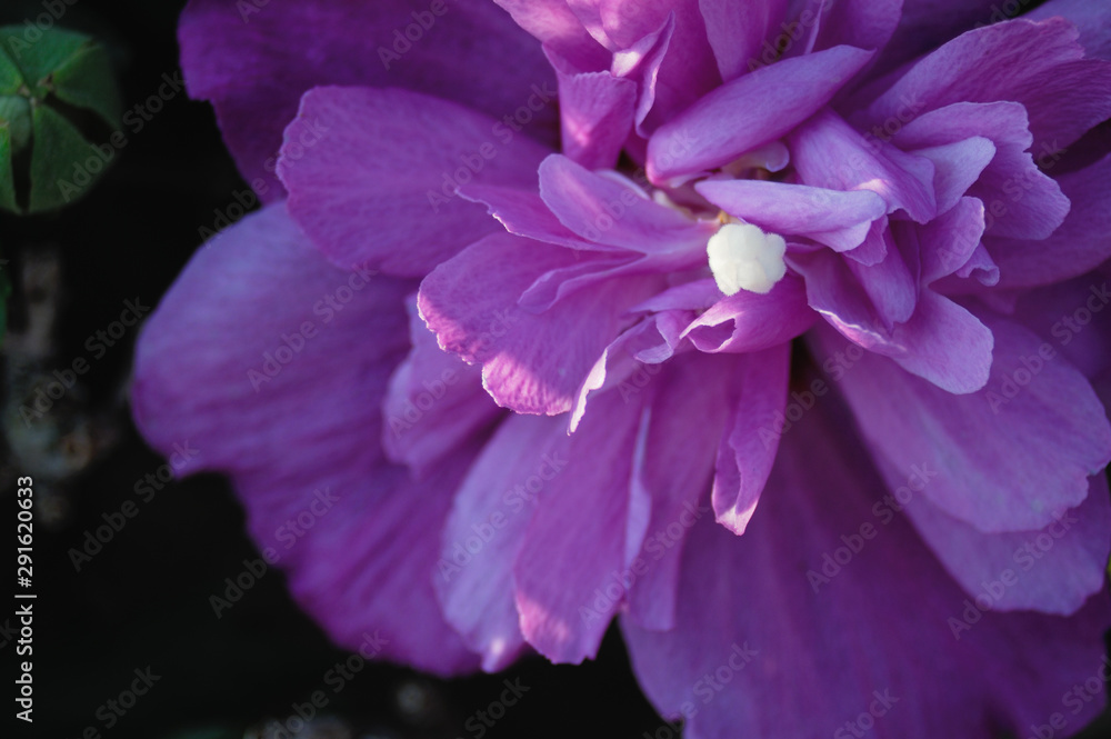 花 素材 花 素材