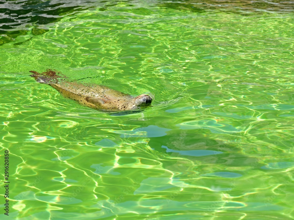 Obraz premium ユーモラスな表情が可愛いゴマフアザラシ