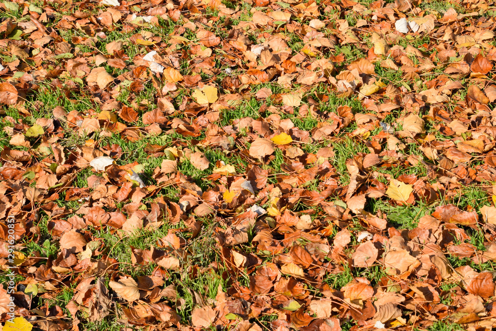 Textural background from fallen leaves of a poplar. An autumn ca Textural background from fallen leaves of a poplar. An autumn ca