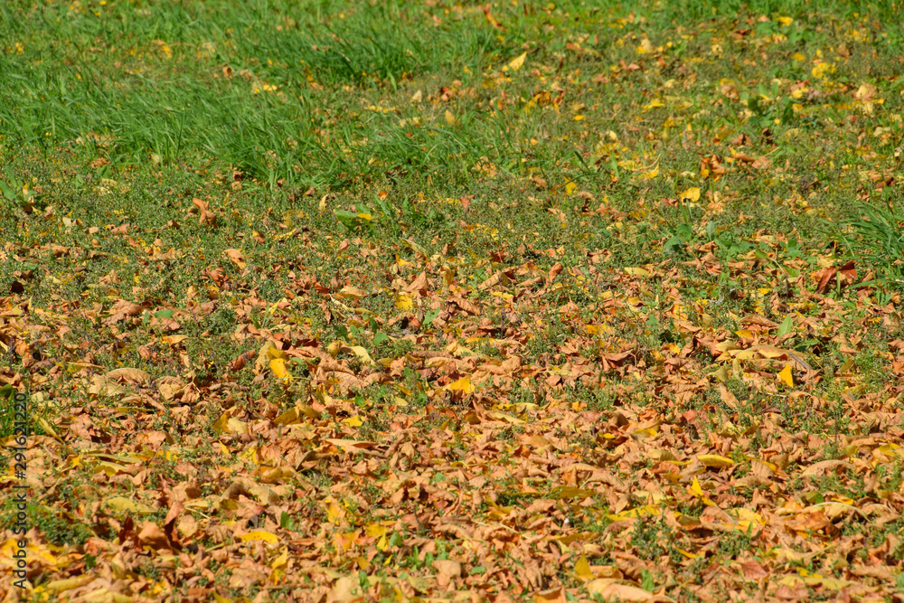 The leaves are yellow on the ground. Autumn leaf fall The leaves are yellow on the ground. Autumn leaf fall