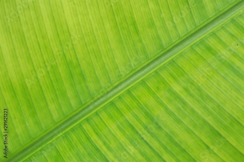 Palm leaf texture. Green tropical leaf background