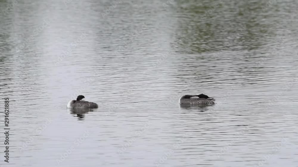 HD Video of Western Grebes swimming and preening in a lake on a cloudy day. the Western Grebe breeds in lakes and ponds across the American West and winters primarily off the Pacific Coast. HD Video of Western Grebes swimming and preening in a lake on a cloudy day. the Western Grebe breeds in lakes and ponds across the American West and winters primarily off the Pacific Coast.