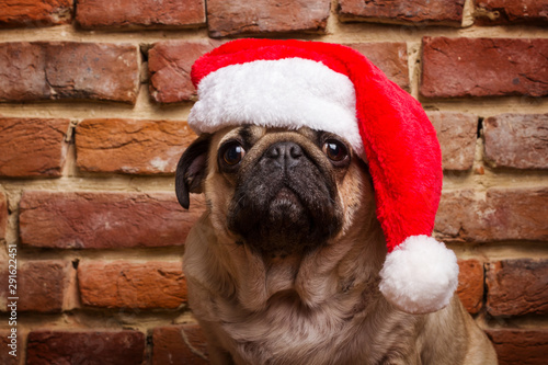 Fototapeta Naklejka Na Ścianę i Meble -  Pug in a Santa hat. Funny dog.