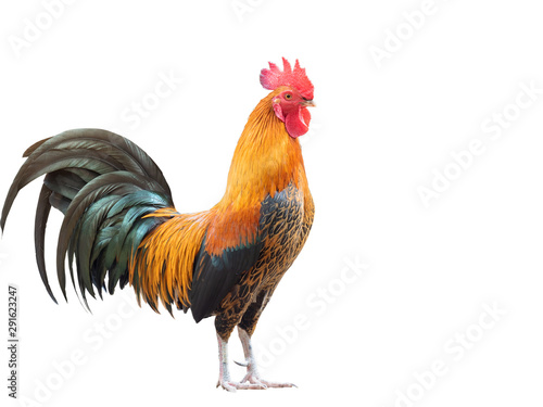 Fototapete Fighting cock on white background