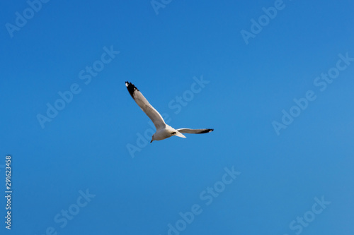 Seagulls isolated on blue suitable for compositing or keying