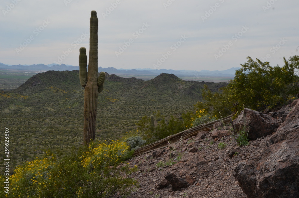 cactus over skeleton landscape