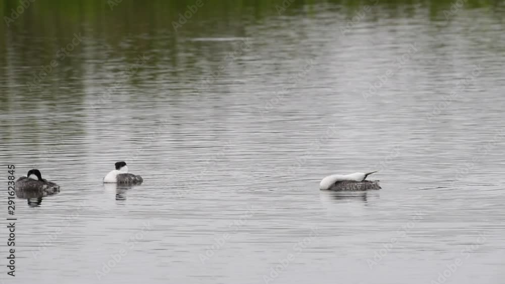 HD Video of Western Grebes swimming and preening in a lake on a cloudy day. the Western Grebe breeds in lakes and ponds across the American West and winters primarily off the Pacific Coast.