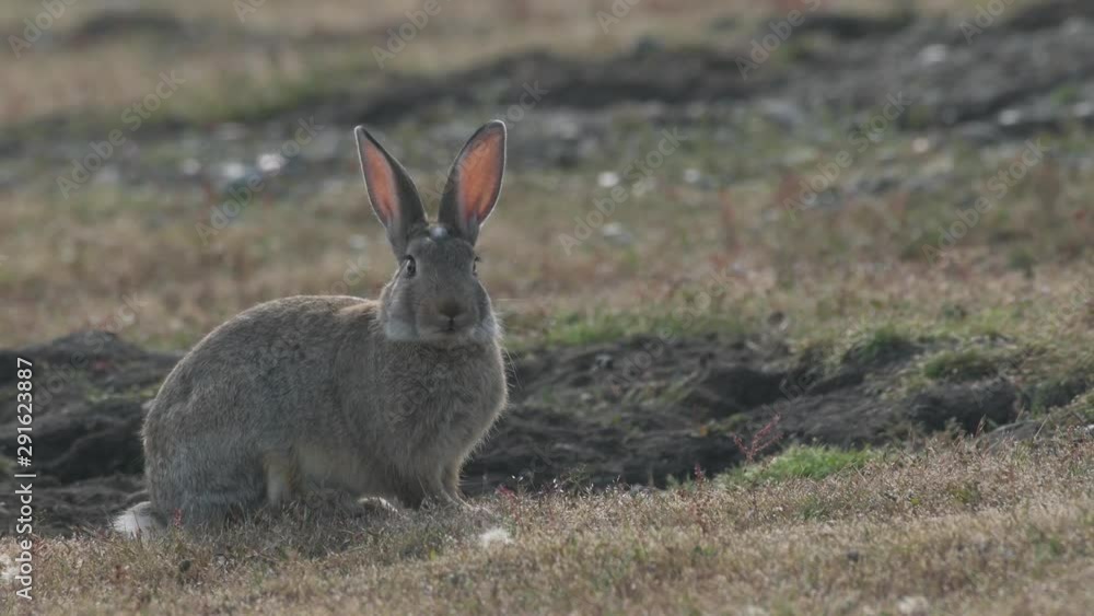 4K Close-Up of Rabbits on the Prairie at Dusk 4K Close-Up of Rabbits on the Prairie at Dusk