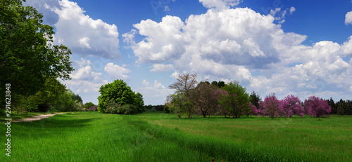 Foto Beautiful meadow in the park