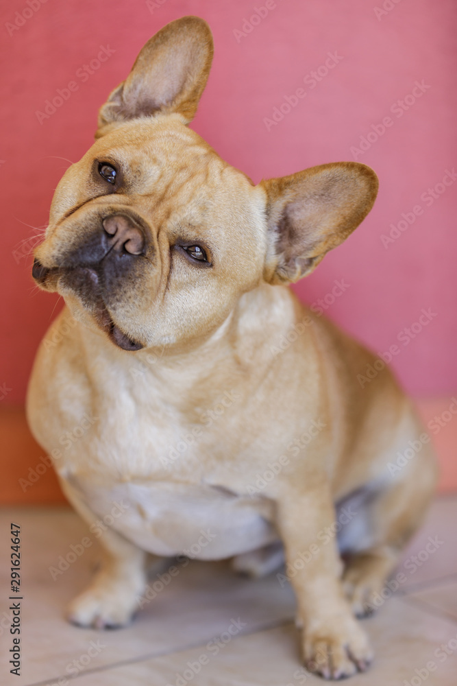 Attentive Male Frenchie Head Tilting. Young French Bulldog posing with a facial expression.