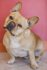 Leinwandbilder Französische Bulldogge Französische Bulldogge mit geneigtem Kopf  © Yuval Helfman